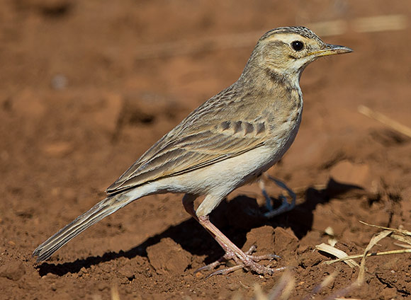 African Pipit